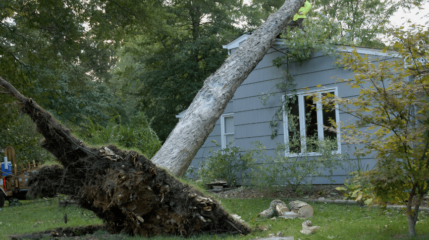 After the Storm Mitigating the Impact of Tree Damage on Your Property